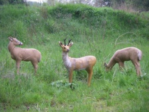 Zielscheibe Rehe